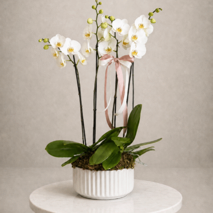 Hortus